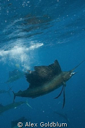 Sailfish re-entering the water with sardine in mouth by Alex Goldblum 